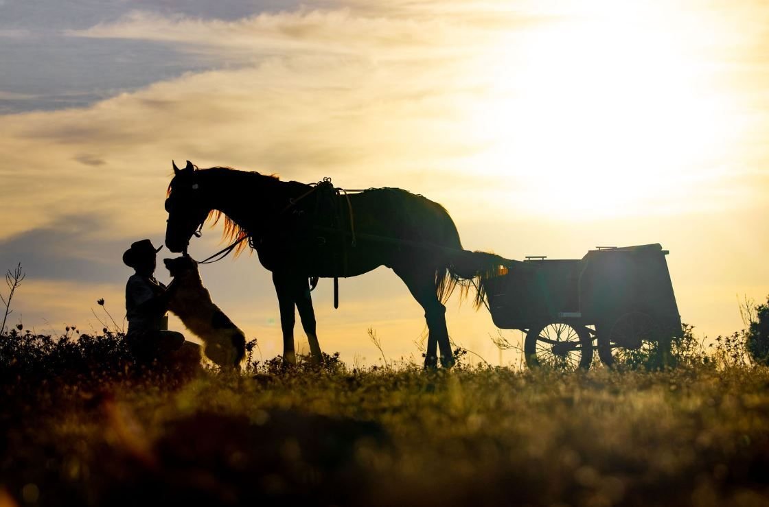 Silhouettes of a horse, a dog and a cart against the evening sky
