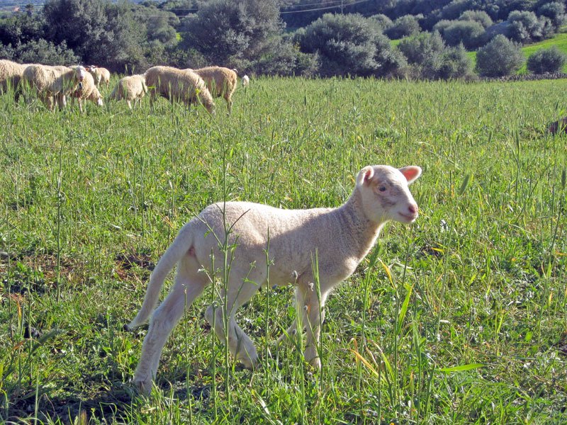 A lamb standing in the grass, the flock behind