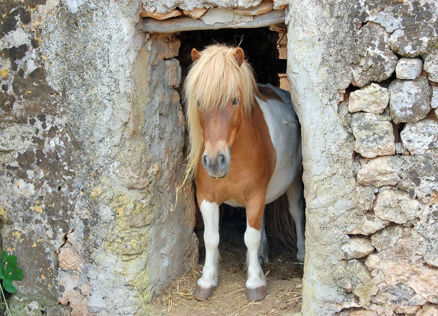 A pony looking out of an old stone doorway