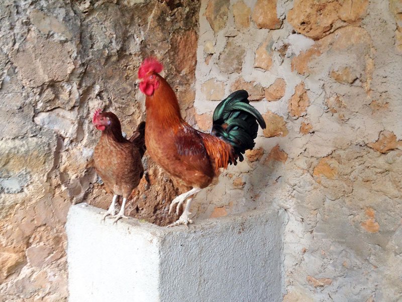 A rooster and a hen on a stone wall