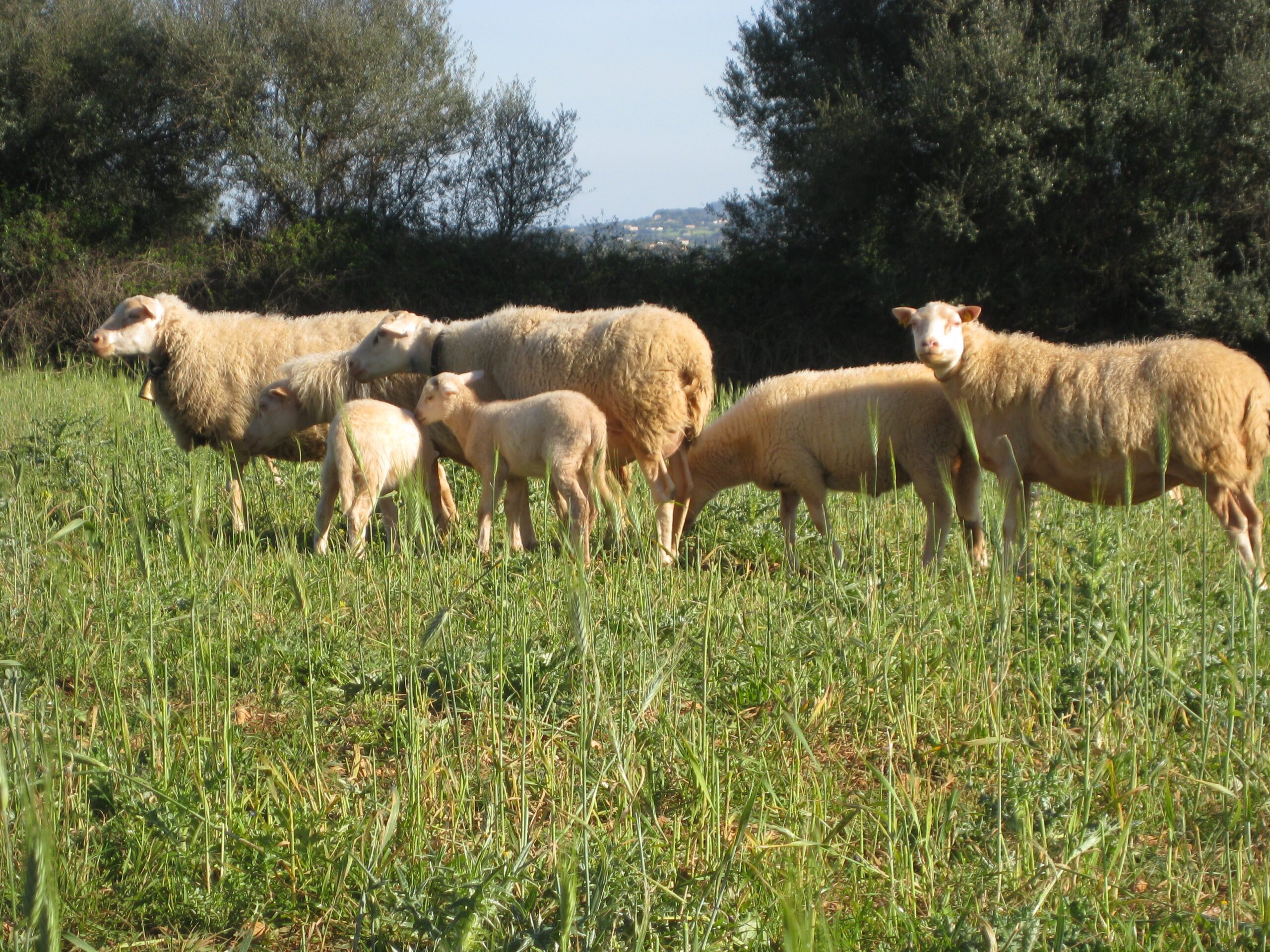 Sheep and lambs grazing in green grass at the finca