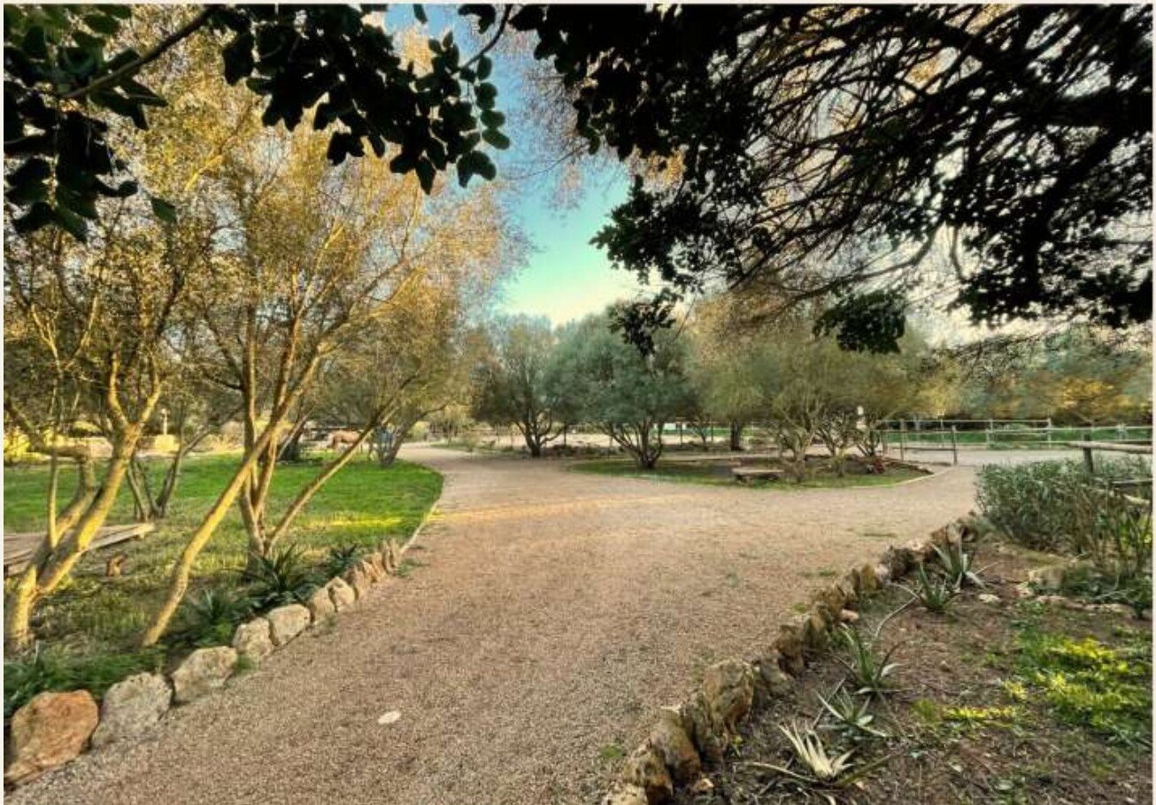 A path between dry-stone walls and olive trees at Son Cavalls