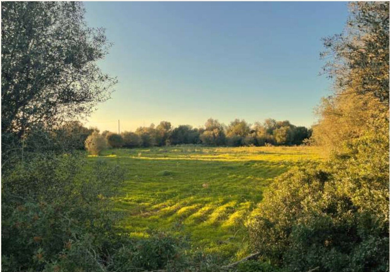 Fields and trees around Son Cavalls in low light