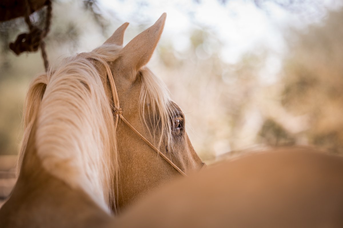 Palomino horse portrait in the arena at Son Cavalls