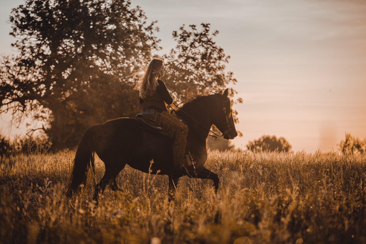 A rider on a dark horse in a golden field at sunset