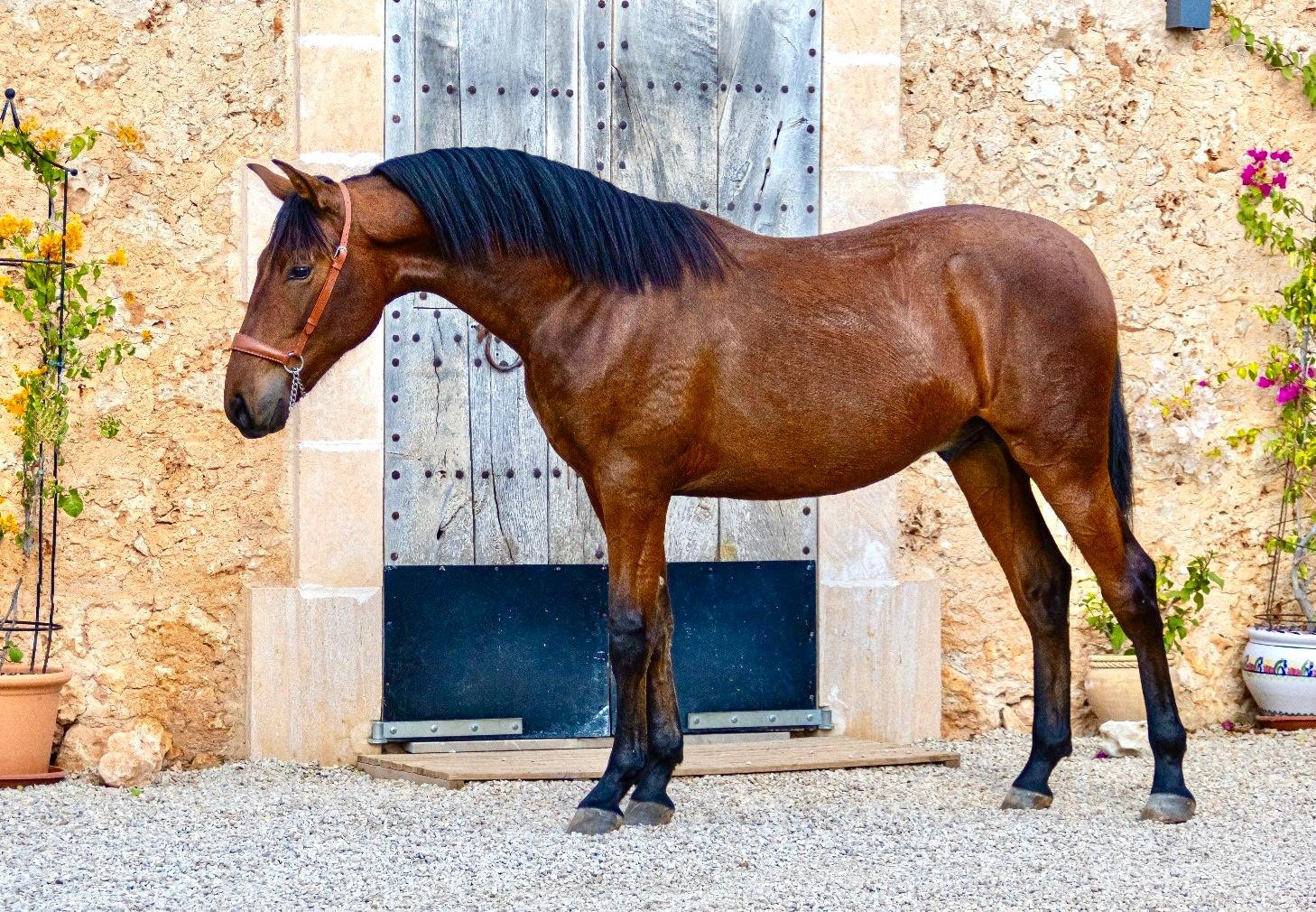 A bay PRE in front of the old door of the Son Maig finca