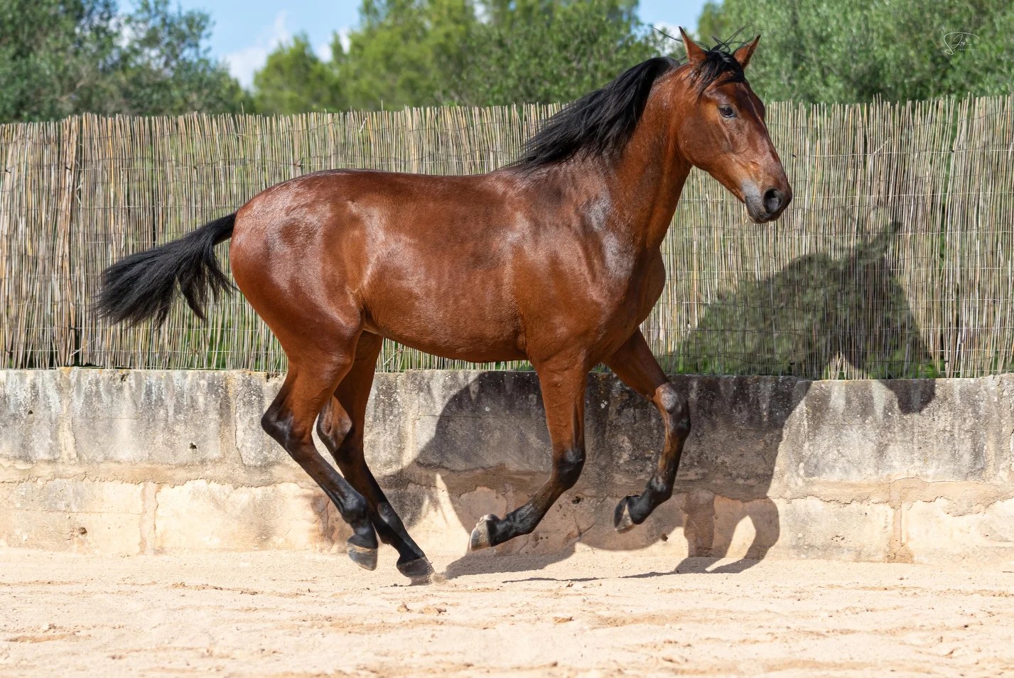 A bay PRE cantering along a Mallorcan stone wall at Son Maig