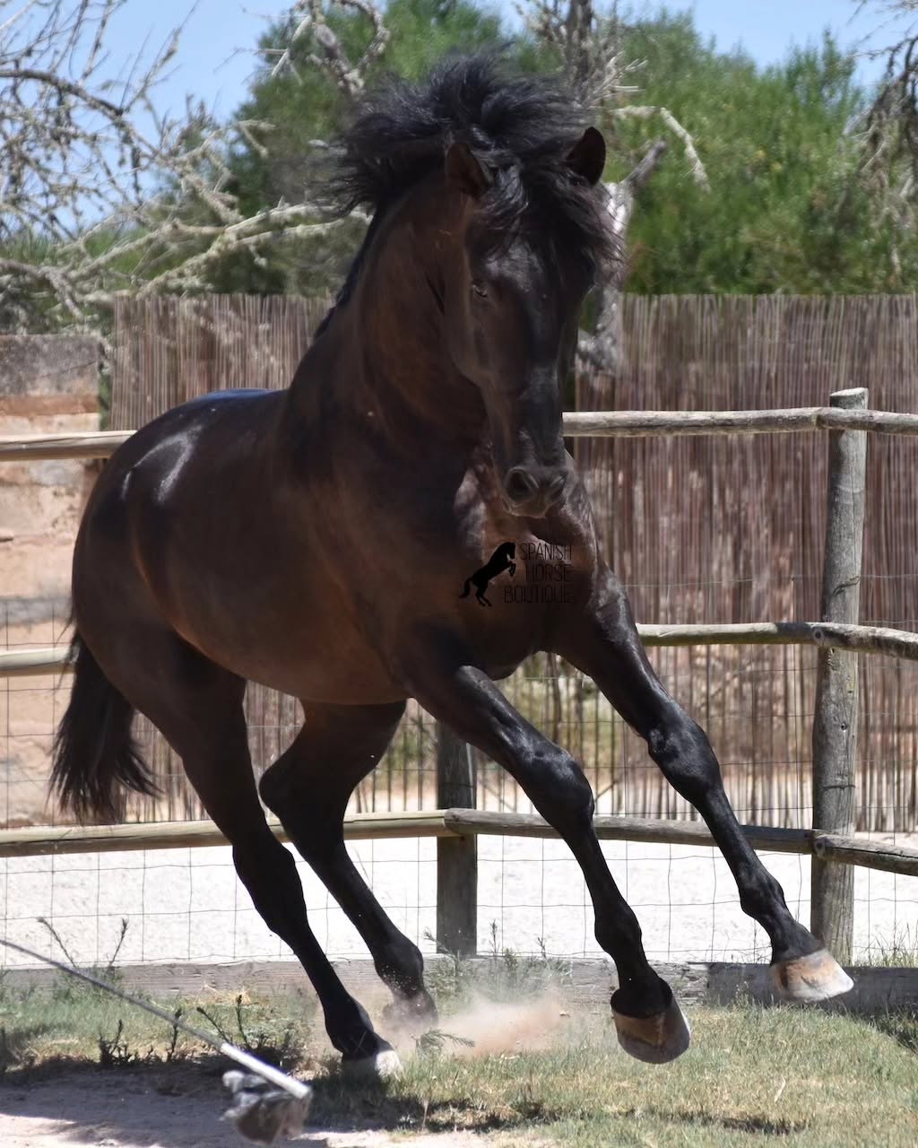 A black PRE cantering on the sand arena at Son Maig