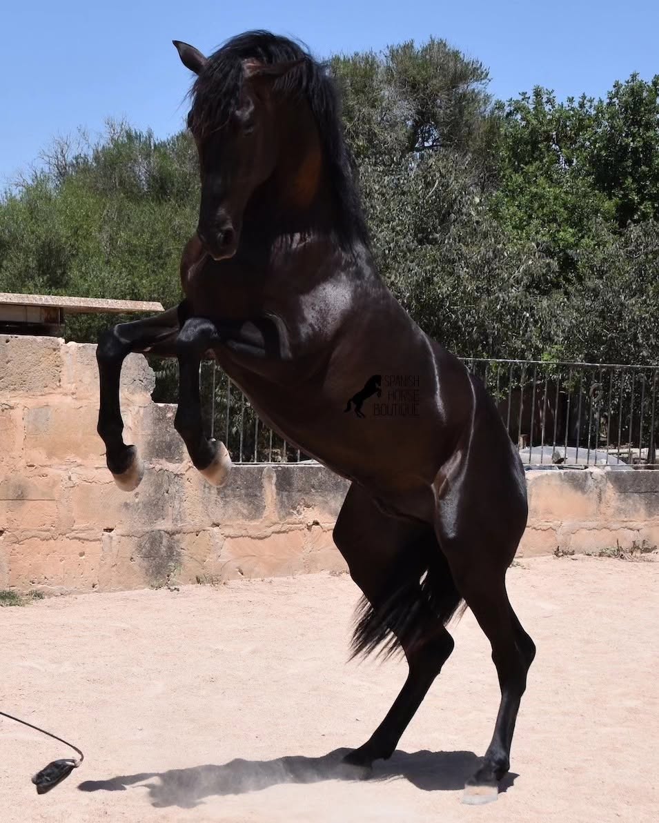 A black PRE rearing in the sand paddock at Son Maig