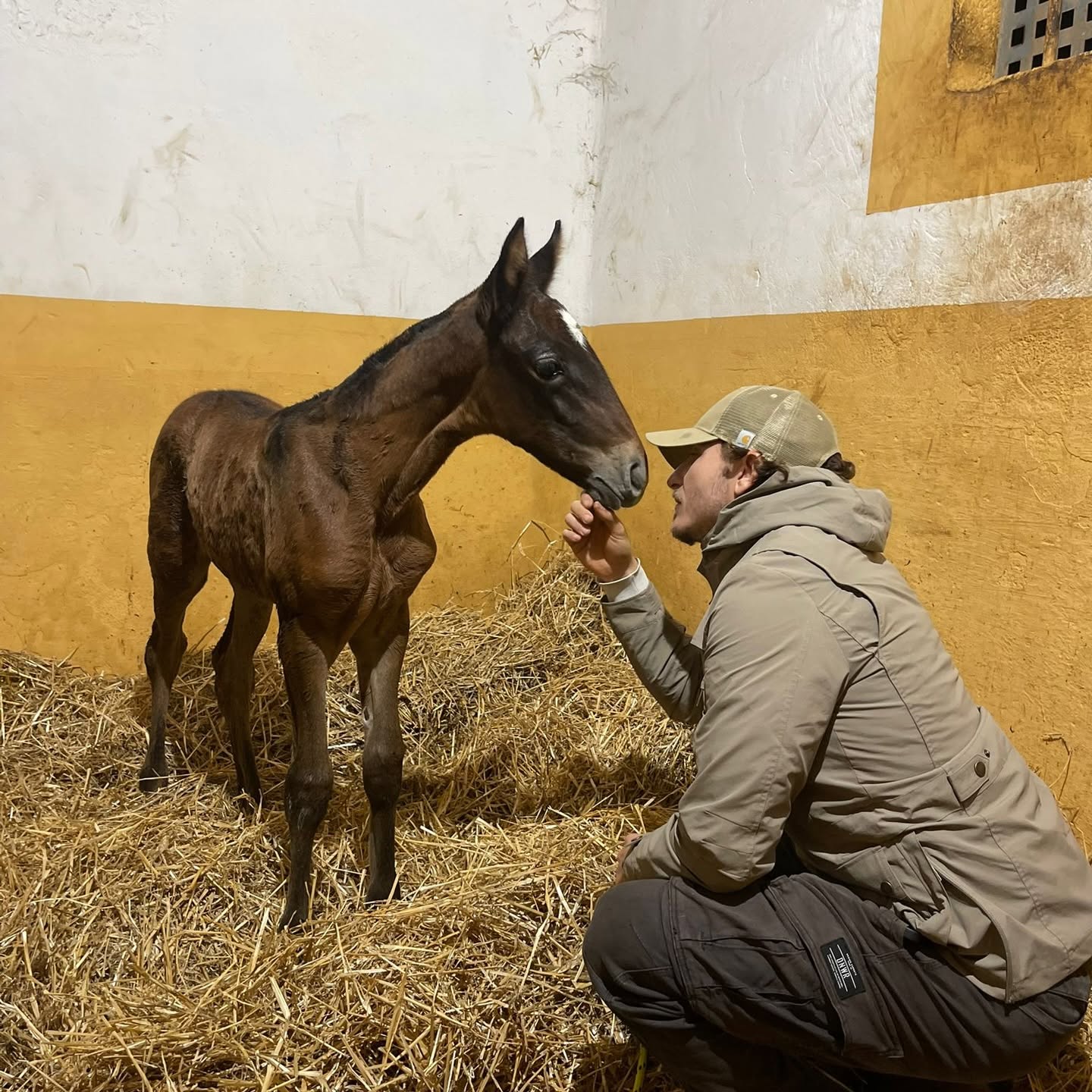 A newborn foal in the straw of the Son Maig stable, a man kneeling beside it