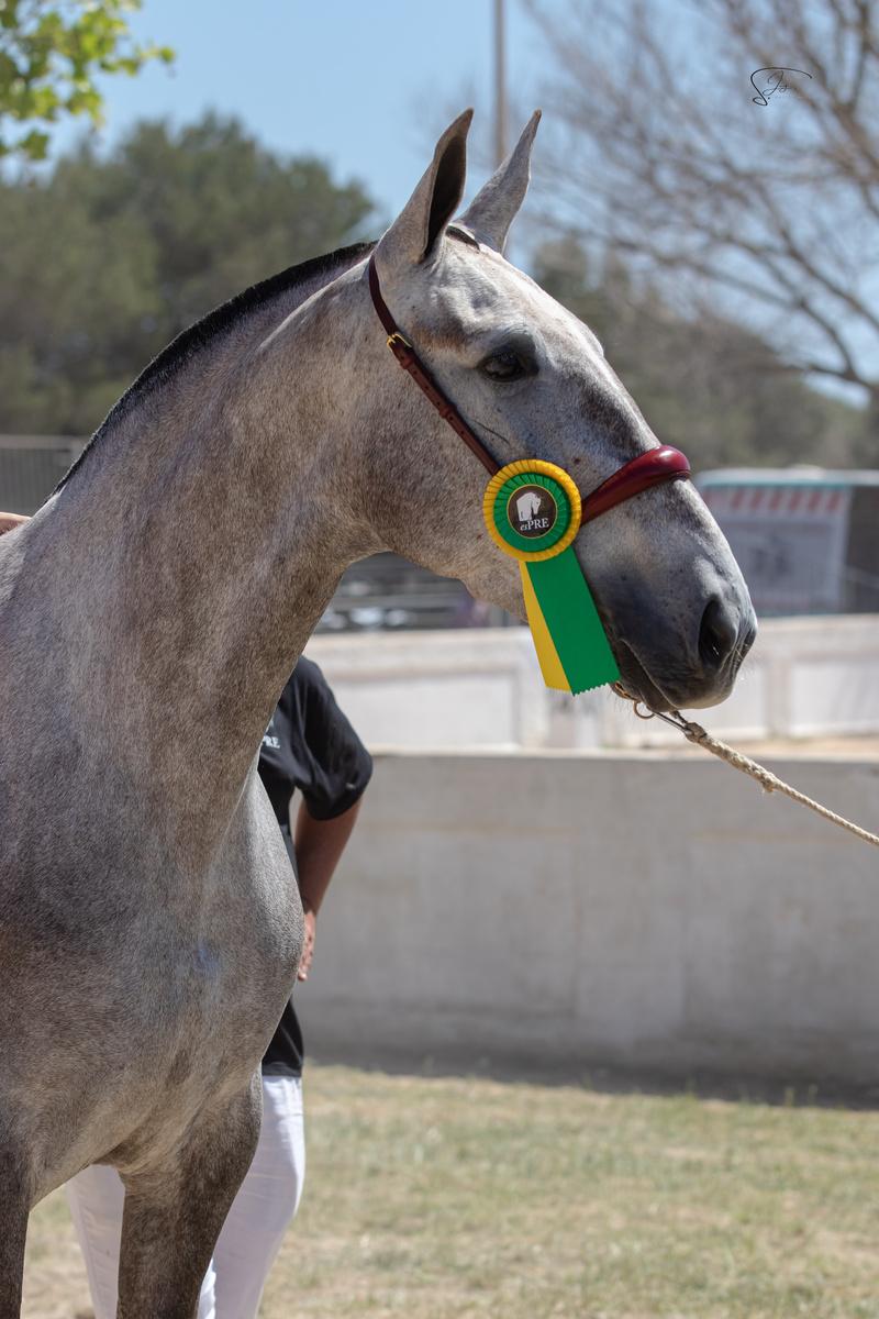 Portrait of a grey mare with a show rosette