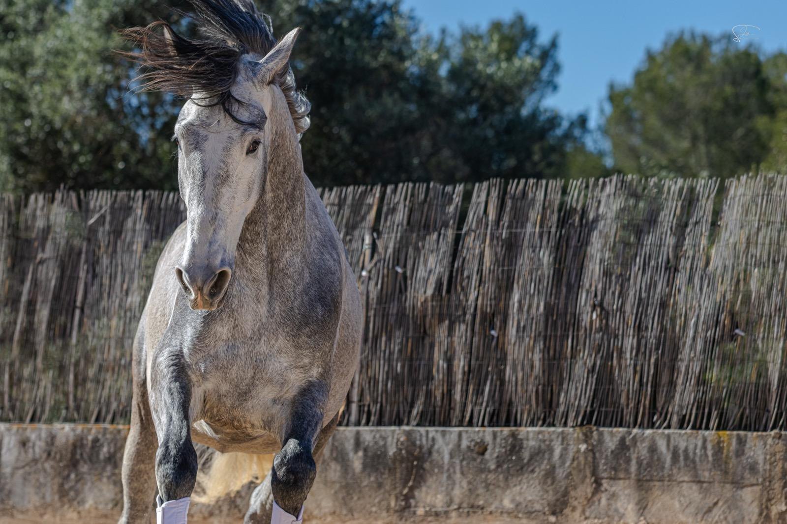 A grey PRE trotting in the sand paddock at Son Maig
