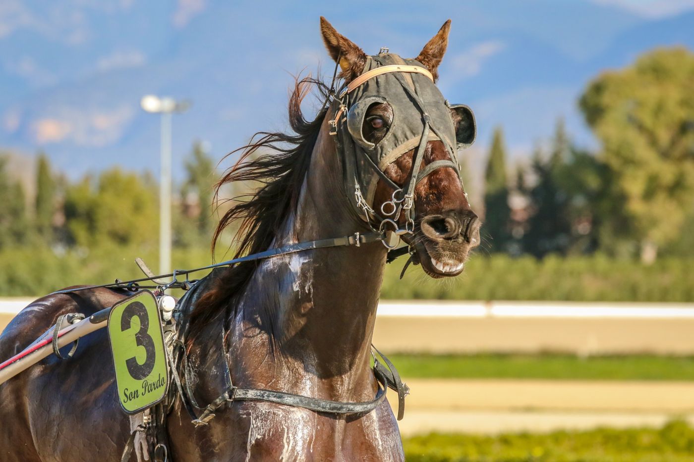 Trotter with the Tramuntana behind