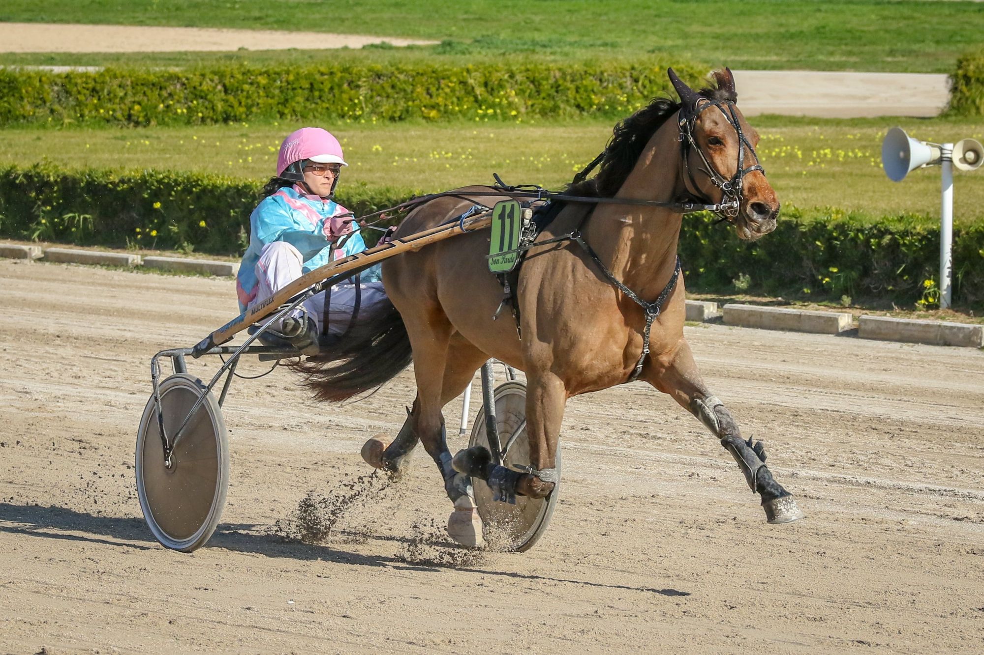 Trotter at full trot at Son Pardo