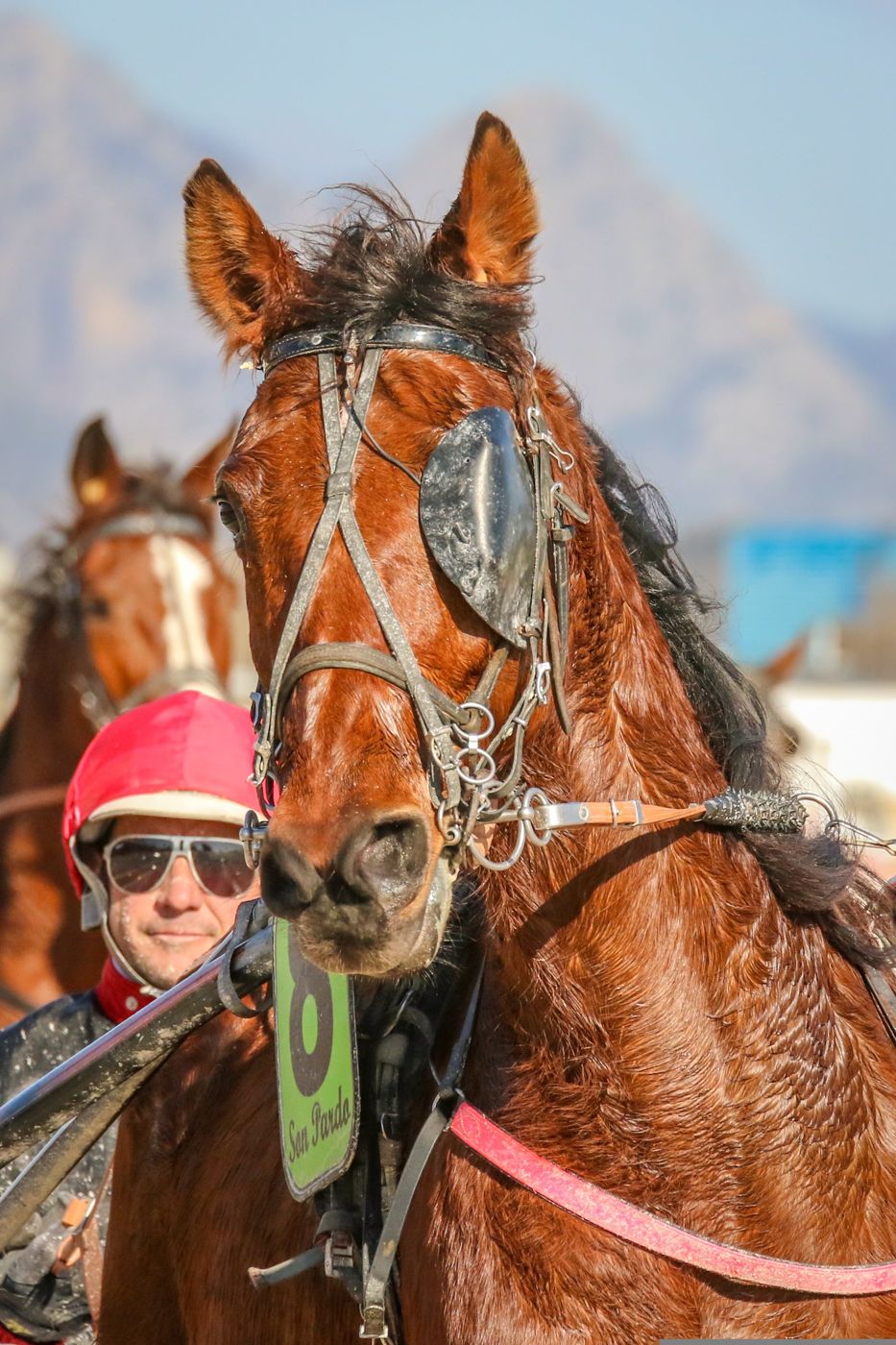 Driver and trotter