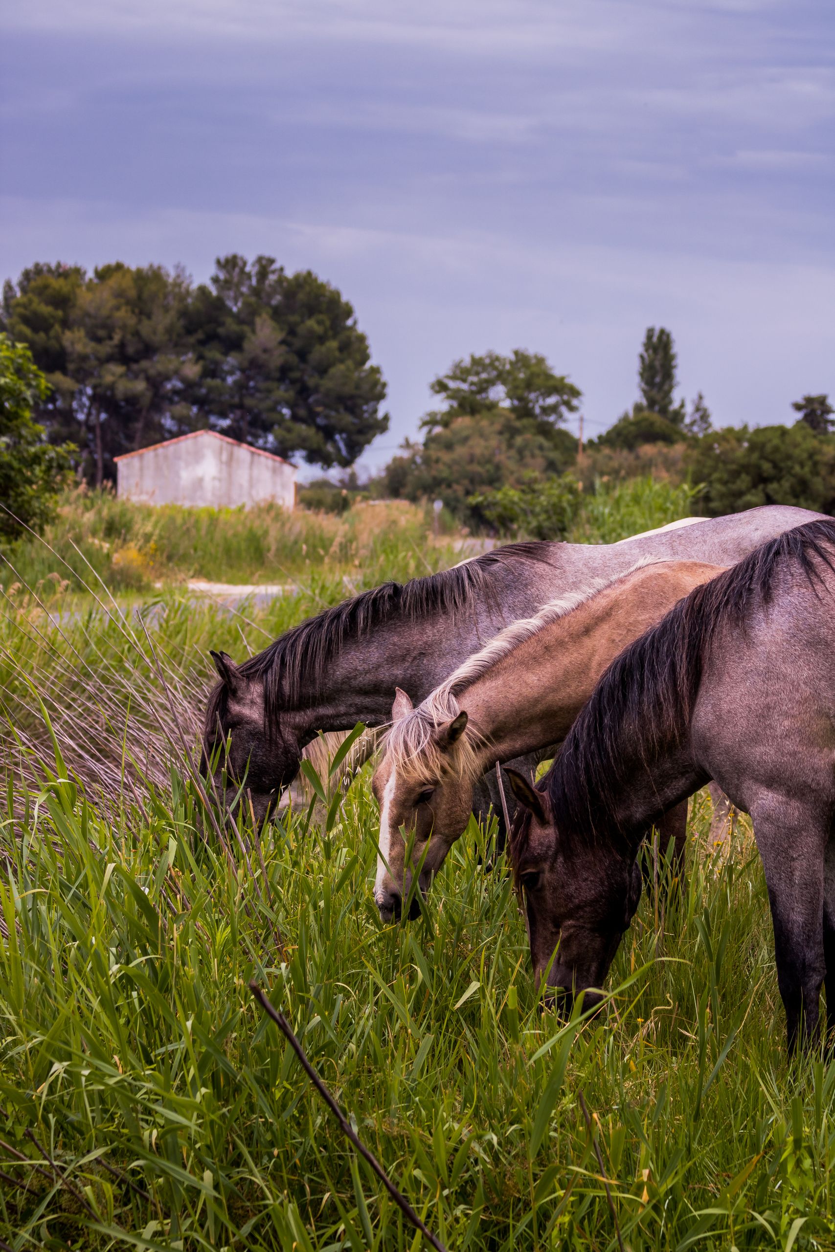 Three horses grazing close together in a green field